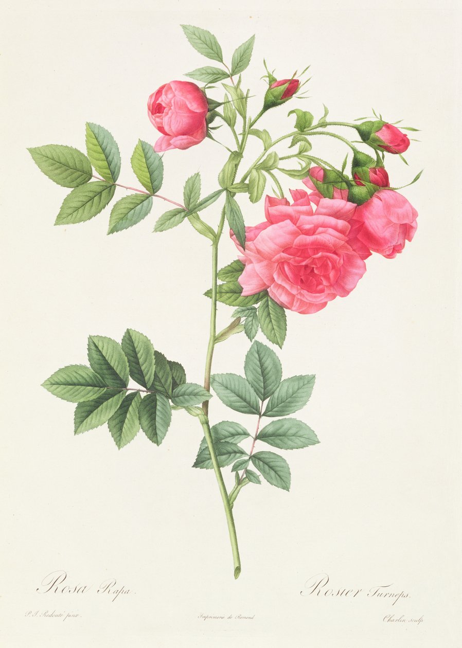 P.J. Redouté ピンクのバラ 絵画 ピンクのピンピネリフォリア斑入り花
